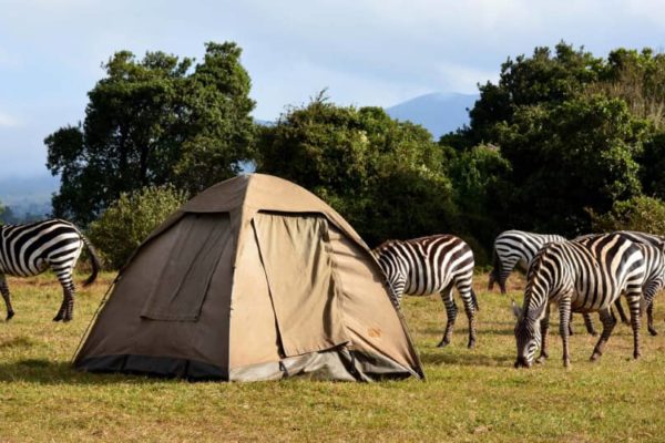 Safari to Serengeti and Ngorongoro National Parks